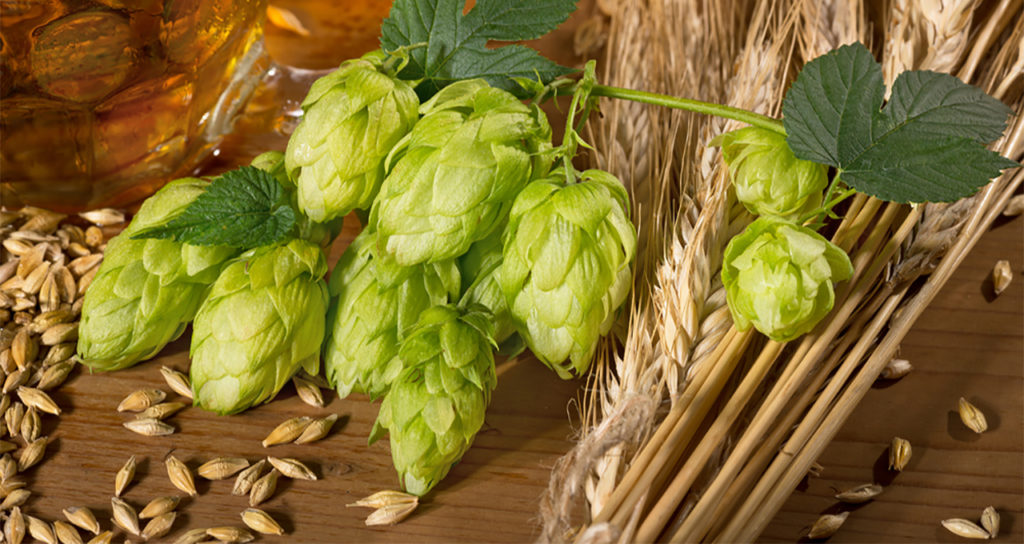 American IPA
