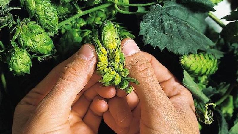 Luppolo: il fiore all’occhiello della Birra