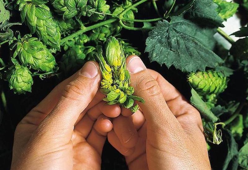 Luppolo: il fiore all’occhiello della Birra