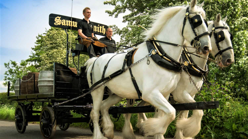 Delivery: una coppia di Cavalli Shire consegna la birra