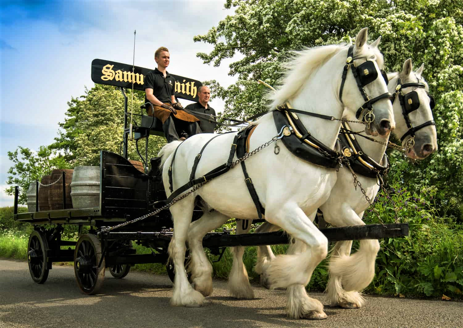 Delivery: una coppia di Cavalli Shire consegna la birra