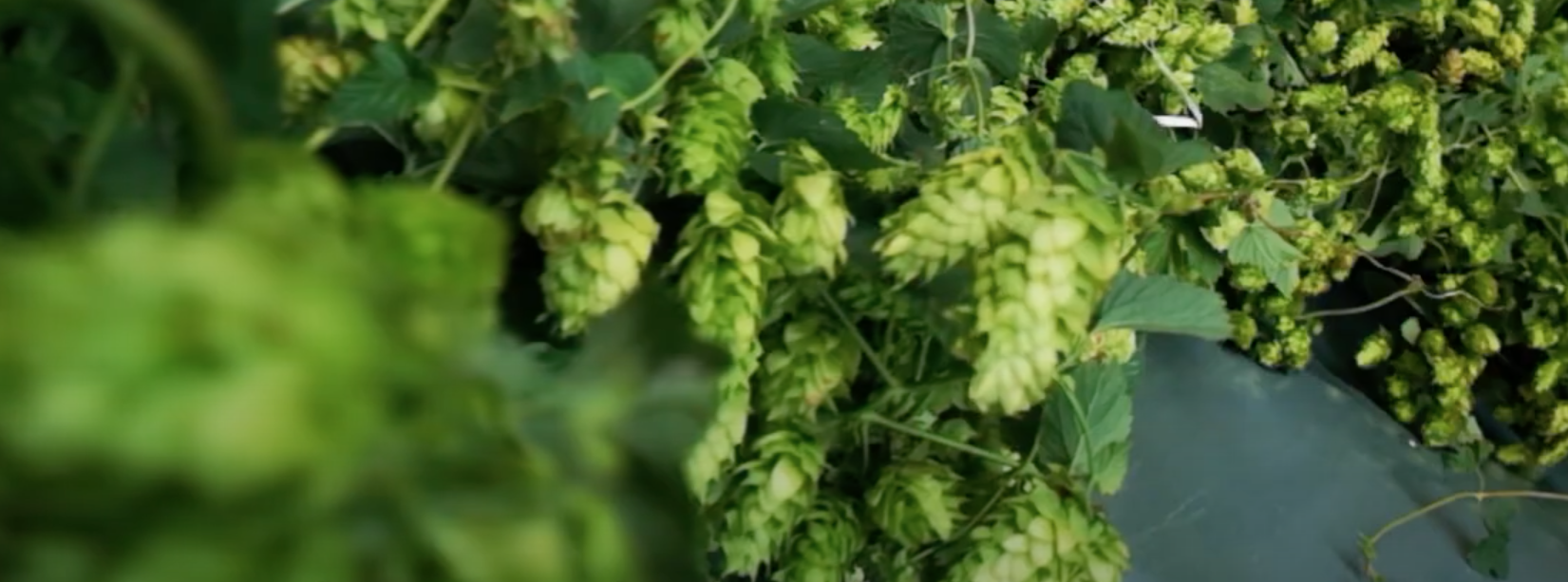 Le Donne della Birra hanno organizzato un week end alla visita di una coltivazione di luppolo e all'assaggio di birra.