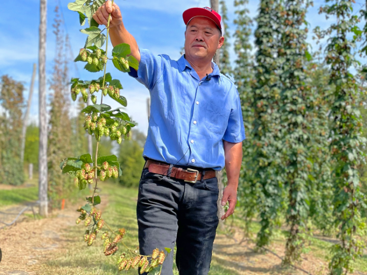 Luppolo, la crisi mette a dura prova gli agricoltori in tutto il mondo.