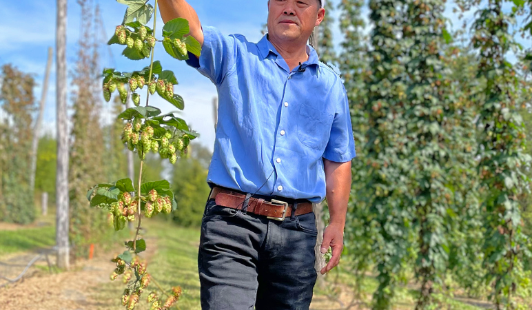 Luppolo, la crisi mette a dura prova gli agricoltori in tutto il mondo.